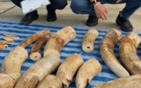 Bea Cukai Thailand gagalkan penyelundupan 446 potongan gading gajah Bea Cukai Thailand gagalkan penyelundupan 446 potongan gading gajah