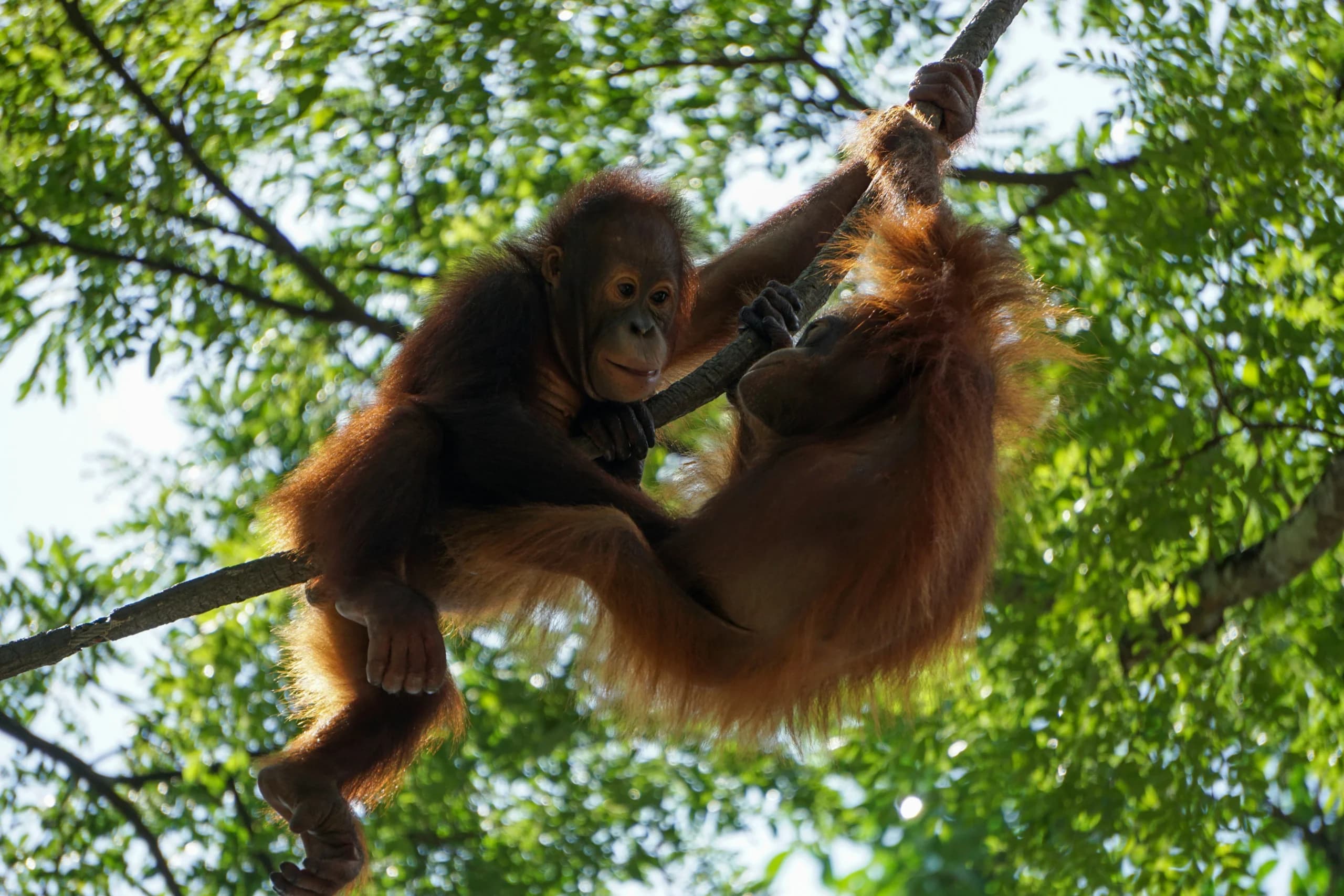 Dua remaja orangutan. (Sumber: Unsplash/Stuart Jansen) Dua remaja orangutan. (Sumber: Unsplash/Stuart Jansen)