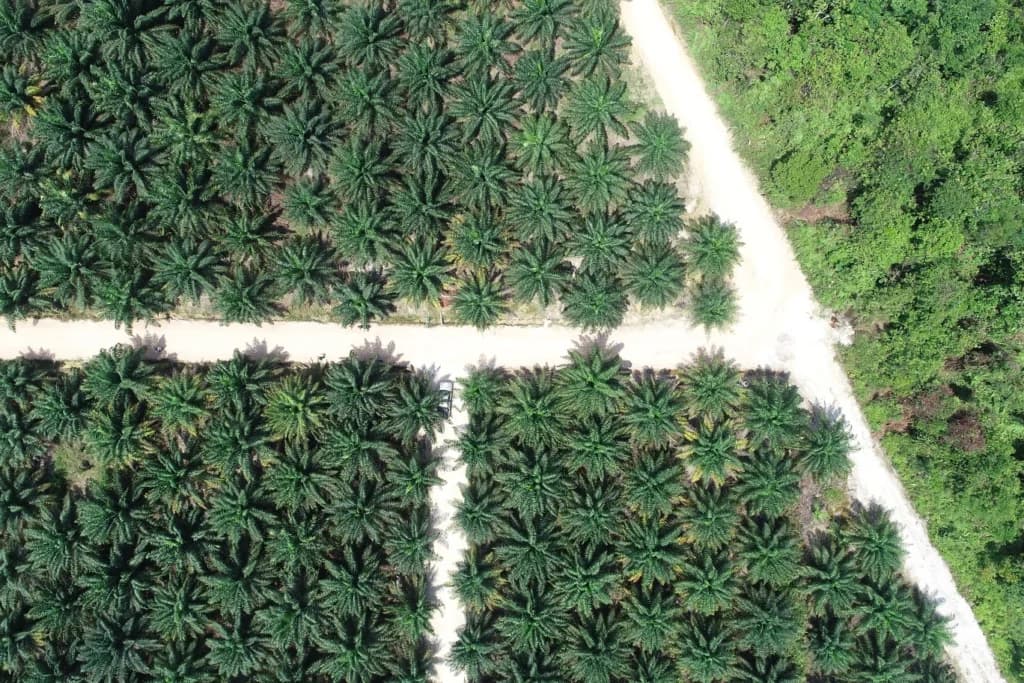 Ilustrasi Kebun Sawit. Ilustrasi Kebun Sawit.
