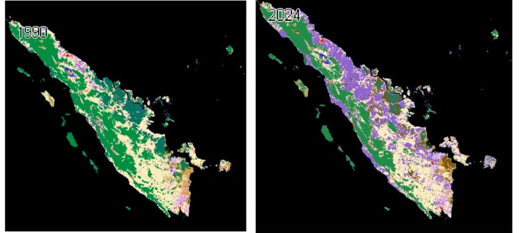 Perbandingan Kerusakan Hutan di Sumatera yang Terjadi Sejak 1990 – 2024. Warna Hijau Hutan, Warna Ungu Sawit. (Foto: MapBiomas) Perbandingan Kerusakan Hutan di Sumatera yang Terjadi Sejak 1990 – 2024. Warna Hijau Hutan, Warna Ungu Sawit. (Foto: MapBiomas)