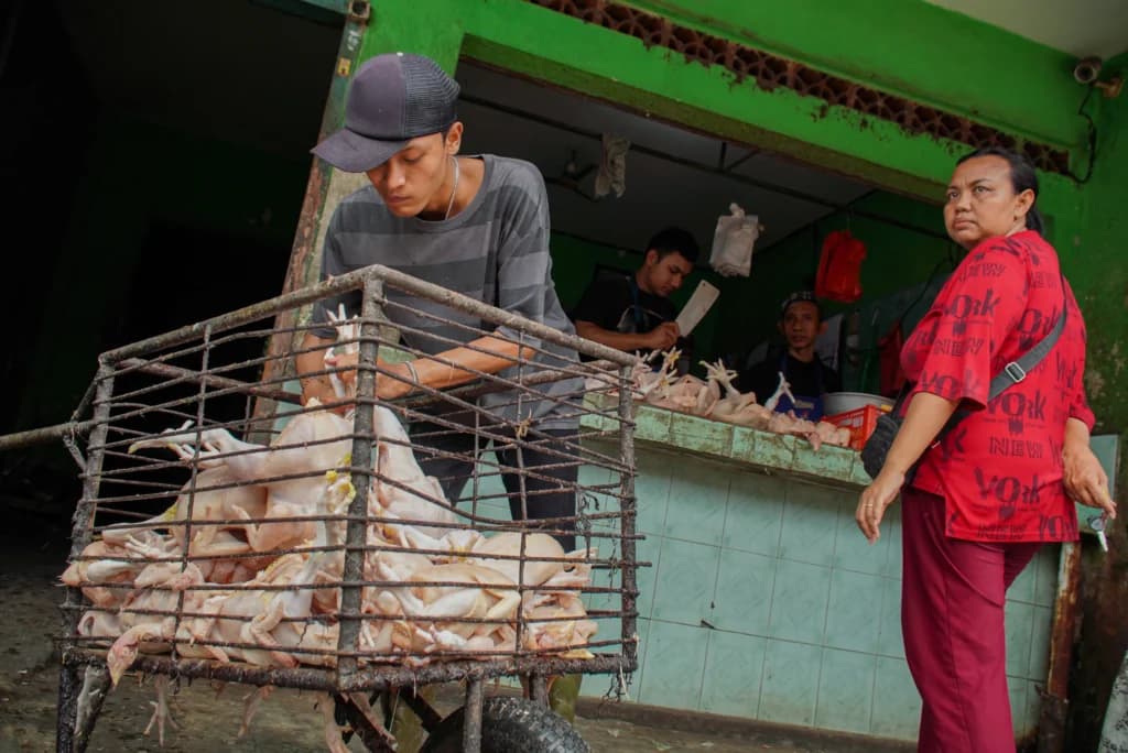 Pedagang menyiapkan daging ayam untuk pelanggan di Pasar Baru Lumajang, Lumajang, Jawa Timur, Senin (16/2/2026). Pedagang menyiapkan daging ayam untuk pelanggan di Pasar Baru Lumajang, Lumajang, Jawa Timur, Senin (16/2/2026).