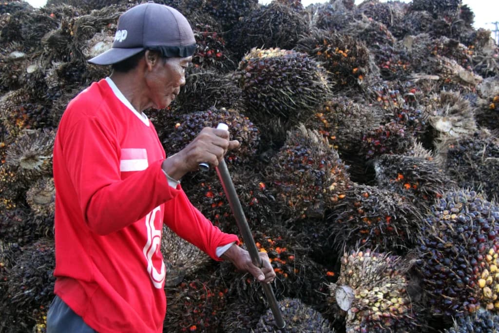 Pekerja memindahkan tandan buah segar sawit yang dibeli dari petani di tempat jual beli tanda buah segar (RAM) di Desa Purnama Dumai, Riau, Rabu (13/5/2026). Dinas Perkebunan Riau menetapkan harga tandan buah segar (TBS) sawit di daerah tersebut untuk periode 13-19 Mei 2026 sebesar Rp3.900,46 per kilogram atau naik sekitar Rp25,53 per kilogram dibandingkan periode sebelumnya sebesar Rp3.874,93 per kilogram di mana kenaikan harga dipicu penguatan harga minyak kelapa sawit mentah yang naik menjadi 1.049,58 dolar AS per metrik ton. Pekerja memindahkan tandan buah segar sawit yang dibeli dari petani di tempat jual beli tanda buah segar (RAM) di Desa Purnama Dumai, Riau, Rabu (13/5/2026). Dinas Perkebunan Riau menetapkan harga tandan buah segar (TBS) sawit di daerah tersebut untuk periode 13-19 Mei 2026 sebesar Rp3.900,46 per kilogram atau naik sekitar Rp25,53 per kilogram dibandingkan periode sebelumnya sebesar Rp3.874,93 per kilogram di mana kenaikan harga dipicu penguatan harga minyak kelapa sawit mentah yang naik menjadi 1.049,58 dolar AS per metrik ton.