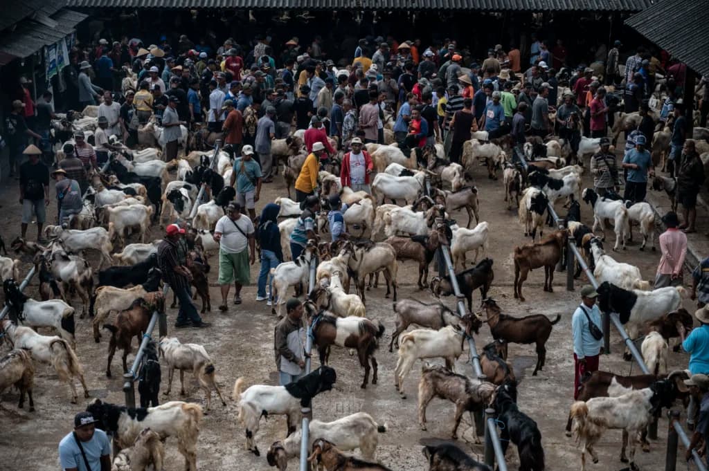 Suasana transaksi jual dan beli kambing di pasar penanggalan Jawa (Pasaran Pon), Pasar Hewan Ambarawa, Kabupaten Semarang, Jawa Tengah, Kamis (21/5/2026). (Sumber: Antara Foto/Aprillio Akbar/foc) Suasana transaksi jual dan beli kambing di pasar penanggalan Jawa (Pasaran Pon), Pasar Hewan Ambarawa, Kabupaten Semarang, Jawa Tengah, Kamis (21/5/2026). (Sumber: Antara Foto/Aprillio Akbar/foc)
