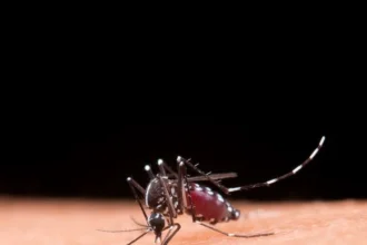 Nyamuk Aedes aegypti