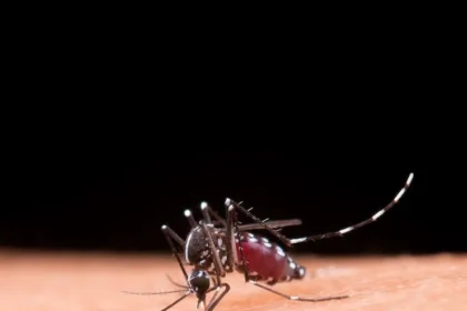 Nyamuk Aedes aegypti