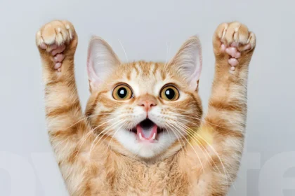 Hari kucing Nasional di tanggal 29 Oktober