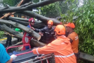 Hujan deras disertai angin kencang di Jalan Dharmawangsa menyebabkan pohon tumbang