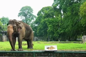 seekor Gajah yang ada di Taman Margasatwa Ragunan