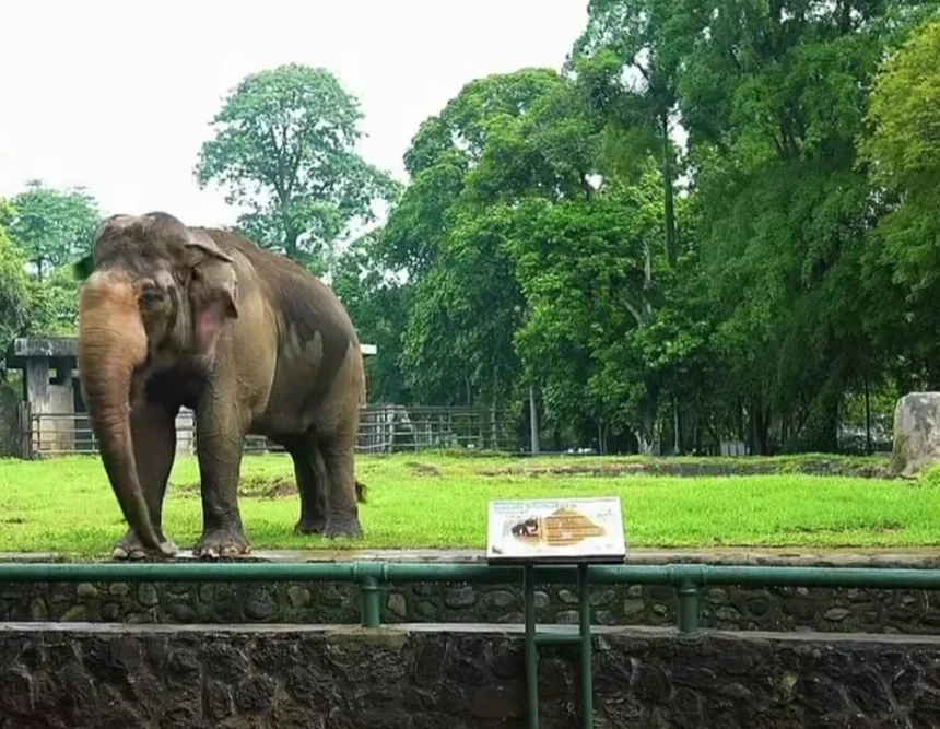 seekor Gajah yang ada di Taman Margasatwa Ragunan