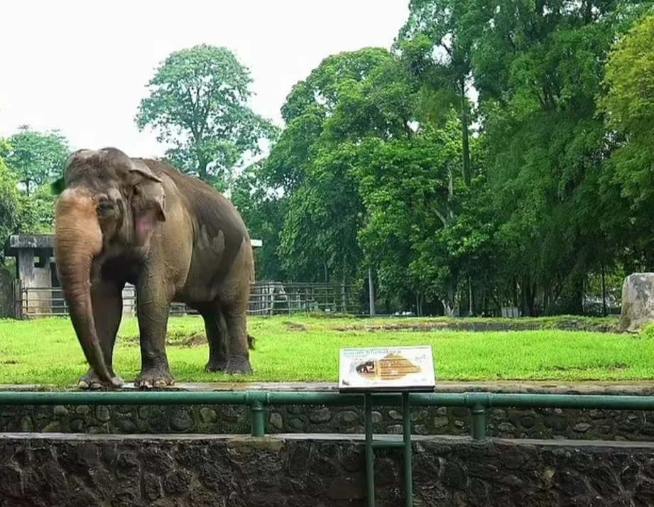 seekor Gajah yang ada di Taman Margasatwa Ragunan