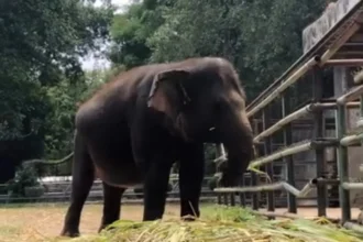 Ilustrasi, seekor gajah di Taman Margasatwa Ragunan