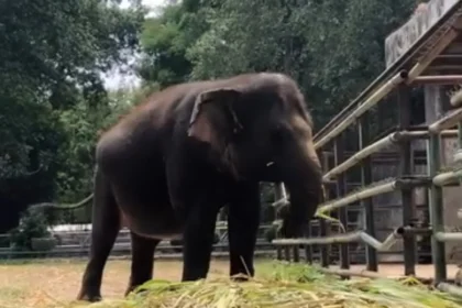 Ilustrasi, seekor gajah di Taman Margasatwa Ragunan