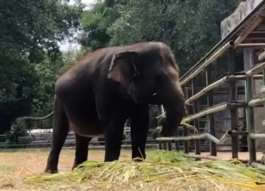 Ilustrasi, seekor gajah di Taman Margasatwa Ragunan