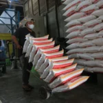 Proyeksi produksi beras meningkat