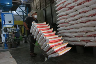 Proyeksi produksi beras meningkat
