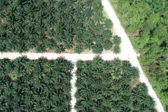 Ilustrasi Kebun Sawit.