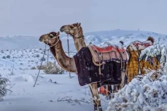 Arab Saudi diselimuti salju