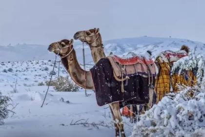 Arab Saudi diselimuti salju