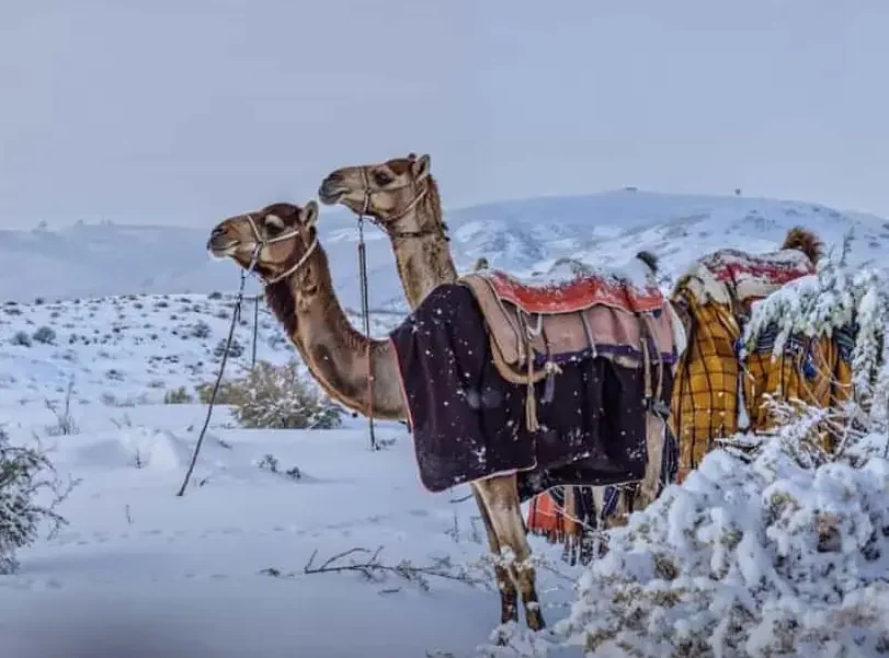 Arab Saudi diselimuti salju