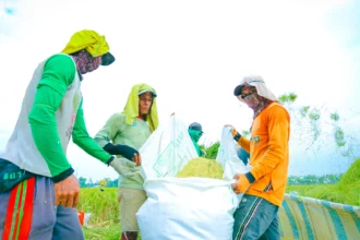 Ilustrasi panen di sawah (sumber: Kementerian Pertanian)