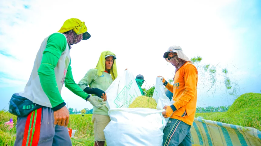 Ilustrasi panen di sawah (sumber: Kementerian Pertanian)