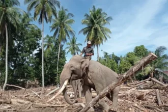 Gajah Membantu Proses Pemulihan Pascabanjir di Aceh