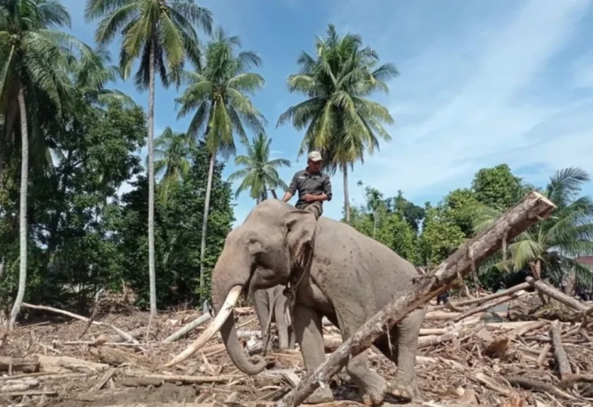 Gajah Membantu Proses Pemulihan Pascabanjir di Aceh