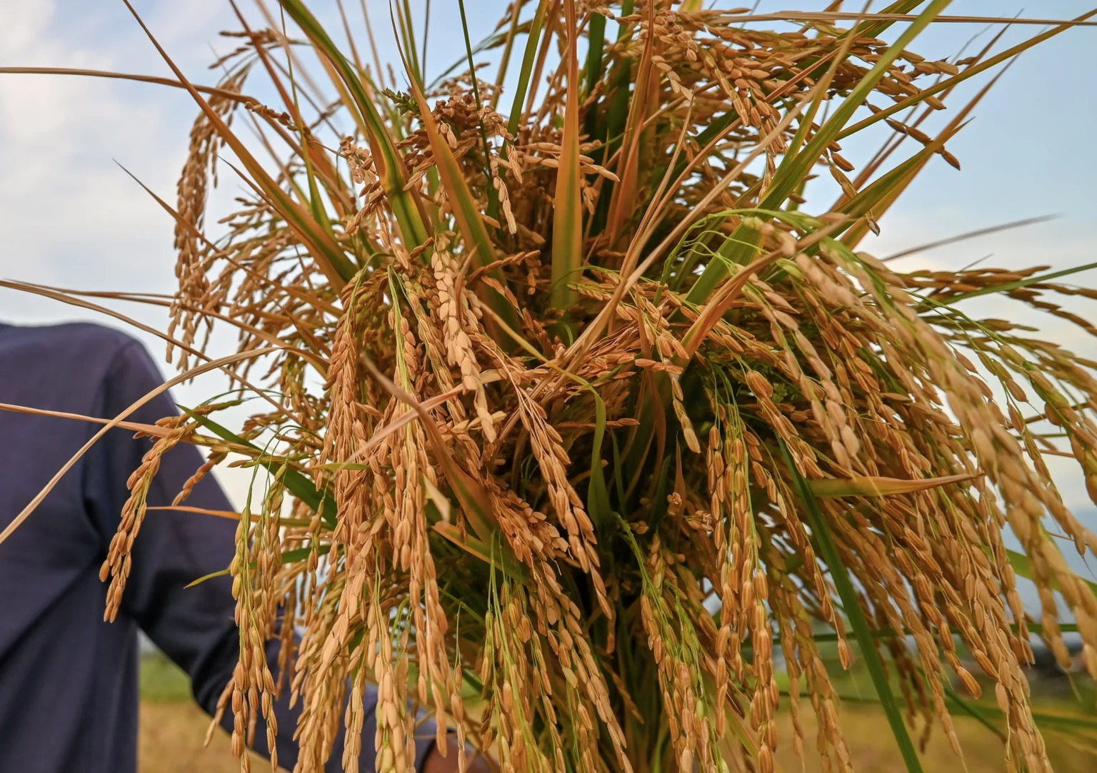 Petani menunjukkan padi yang dipanennya di Desa Porame, Kinovaro, Sigi, Sulawesi Tengah