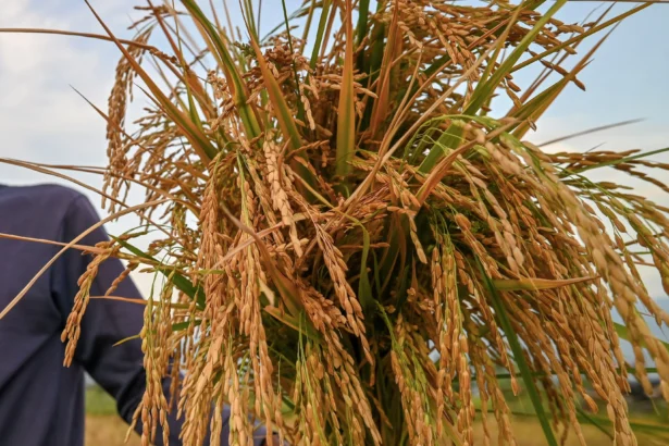 Petani menunjukkan padi yang dipanennya di Desa Porame, Kinovaro, Sigi, Sulawesi Tengah