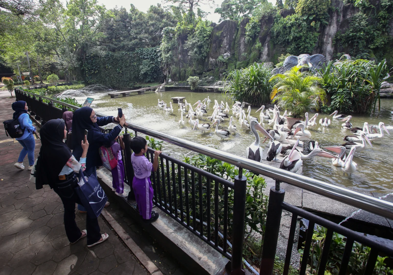 Sejumlah pengunjung mengamati burung pelikan timor saat berwisata di Taman Margasatwa Ragunan, Jakarta