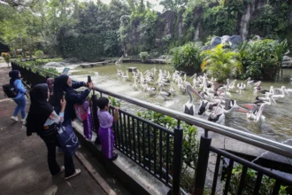 Sejumlah pengunjung mengamati burung pelikan timor saat berwisata di Taman Margasatwa Ragunan, Jakarta