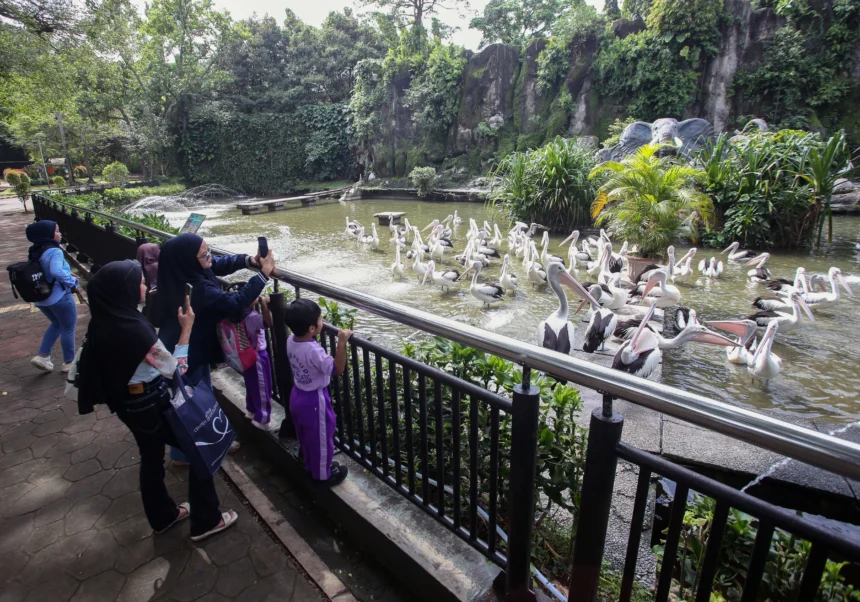 Sejumlah pengunjung mengamati burung pelikan timor saat berwisata di Taman Margasatwa Ragunan, Jakarta