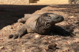 Taman Nasional Komodo