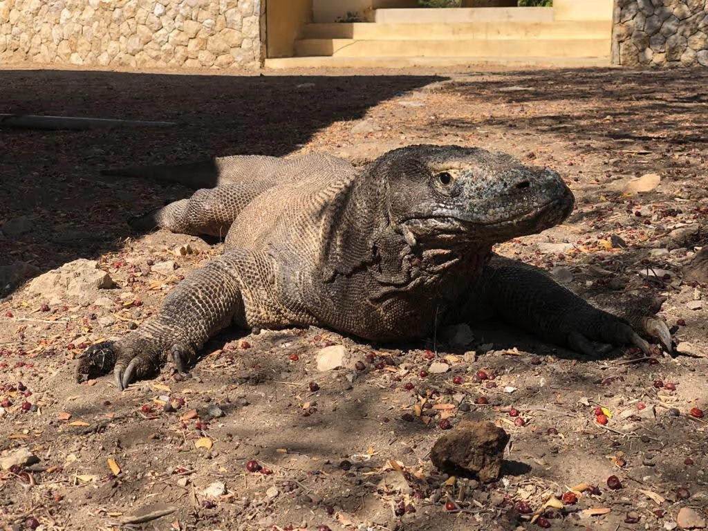 Taman Nasional Komodo