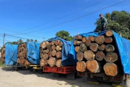 Potongan Kayu di Wilayah Sumatera.