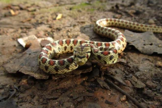 Ilustrasi ular berbisa