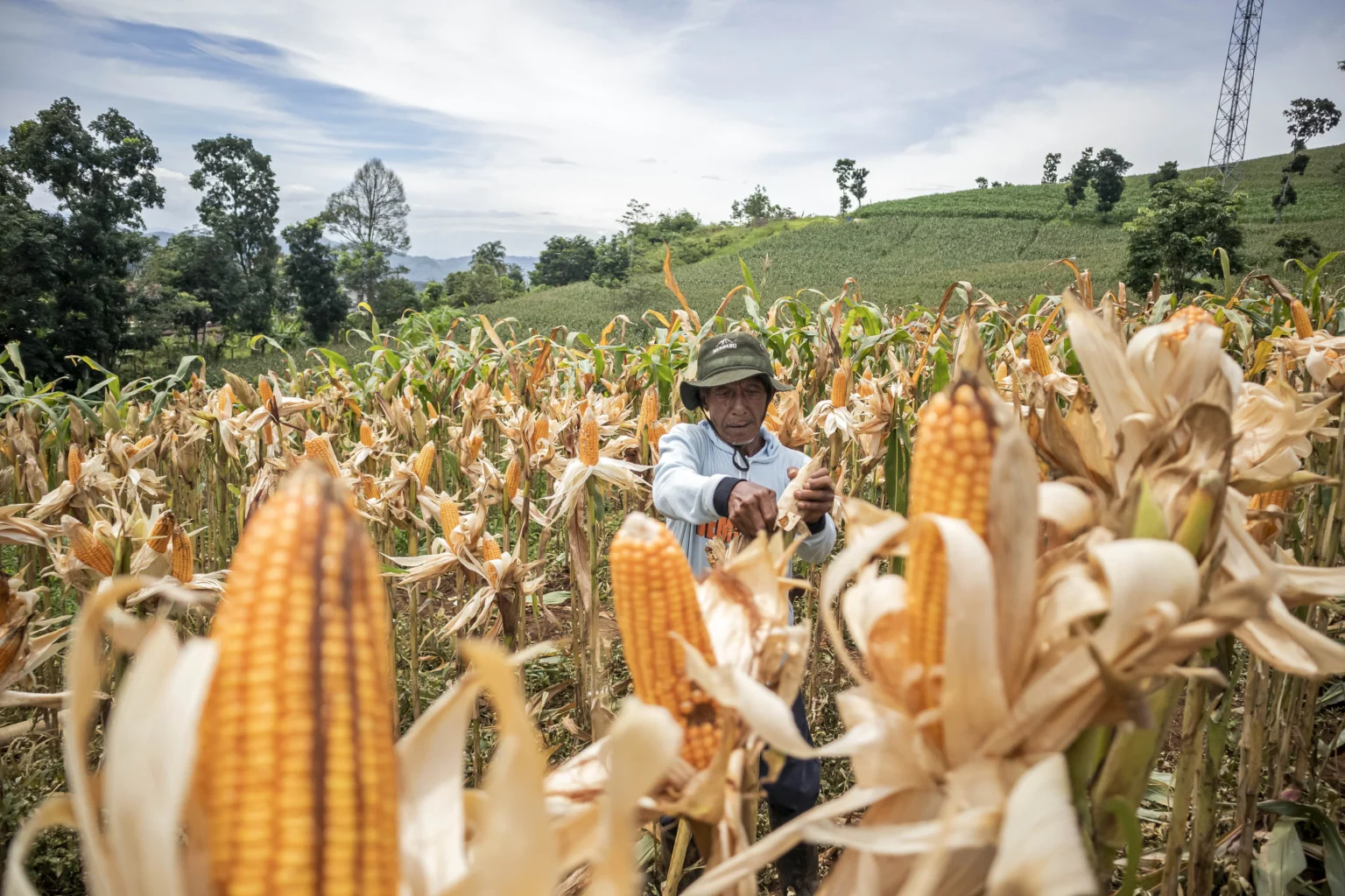 Kepolisian Daerah Jawa Barat menggelar Panen Raya Jagung Serentak Kuartal I 2026 di sejumlah titik dengan total panen mencapai 300 ton dari lahan seluas 75,99 hektar guna menjaga ketersediaan pangan nasional serta mendukung program swasembada pangan nasional khususnya swasembada jagung.
