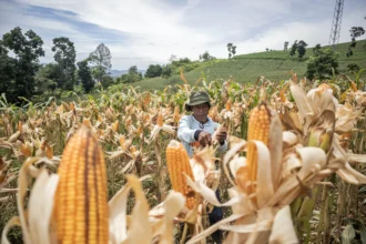 Kepolisian Daerah Jawa Barat menggelar Panen Raya Jagung Serentak Kuartal I 2026 di sejumlah titik dengan total panen mencapai 300 ton dari lahan seluas 75,99 hektar guna menjaga ketersediaan pangan nasional serta mendukung program swasembada pangan nasional khususnya swasembada jagung.