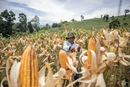 Kepolisian Daerah Jawa Barat menggelar Panen Raya Jagung Serentak Kuartal I 2026 di sejumlah titik dengan total panen mencapai 300 ton dari lahan seluas 75,99 hektar guna menjaga ketersediaan pangan nasional serta mendukung program swasembada pangan nasional khususnya swasembada jagung.