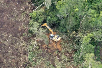 Temuan Auriga Nusantara Soal Pembukaan Lahan PT Toba Pulp Lestari Tbk (TPL).