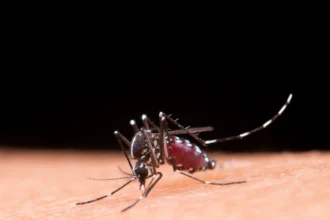Ilustrasi nyamuk demam berdarah