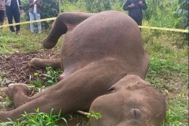 Seekor gajah sumatera ditemukan mati di areal perkebunan