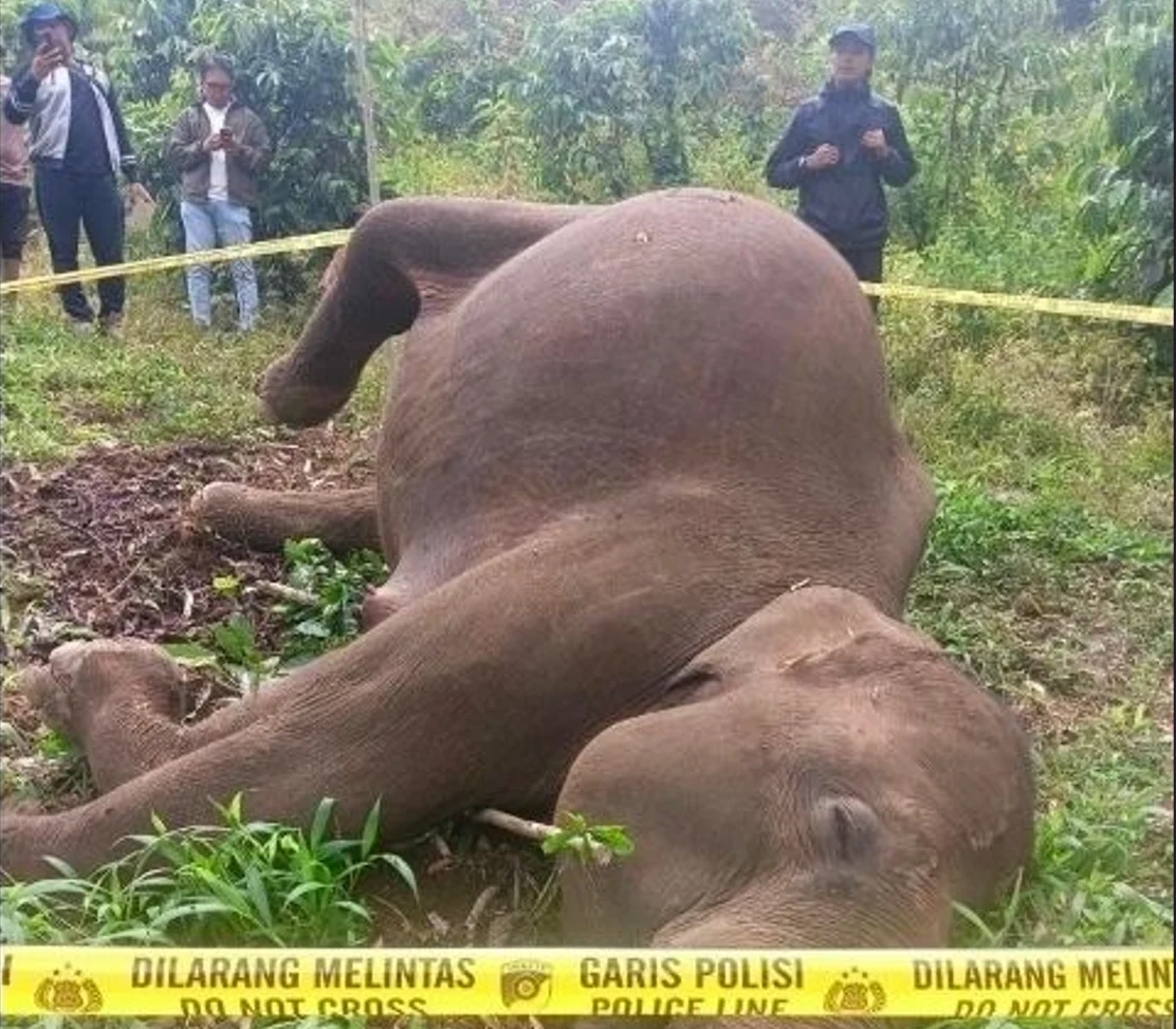 Seekor gajah sumatera ditemukan mati di areal perkebunan