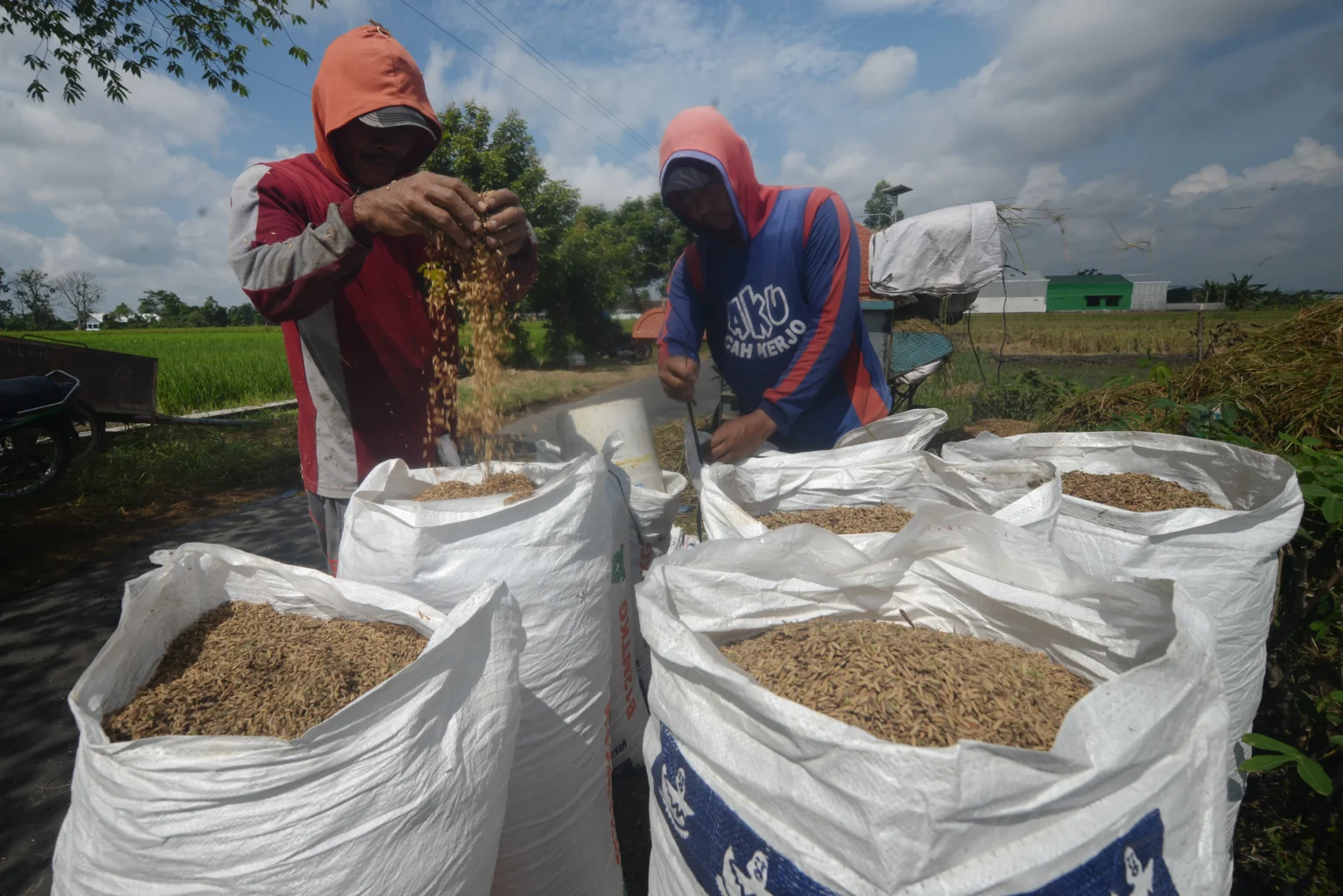 Pekerja mengemas gabah hasil panen di lahan pertanian Sawit, Boyolali, Jawa Tengah.