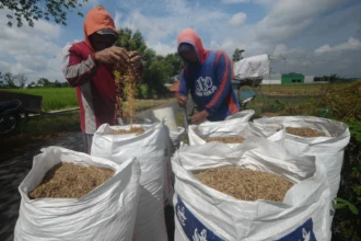 Pekerja mengemas gabah hasil panen di lahan pertanian Sawit, Boyolali, Jawa Tengah.