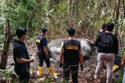 Ilustrasi penemuan gajah Sumatera mati di Riau
