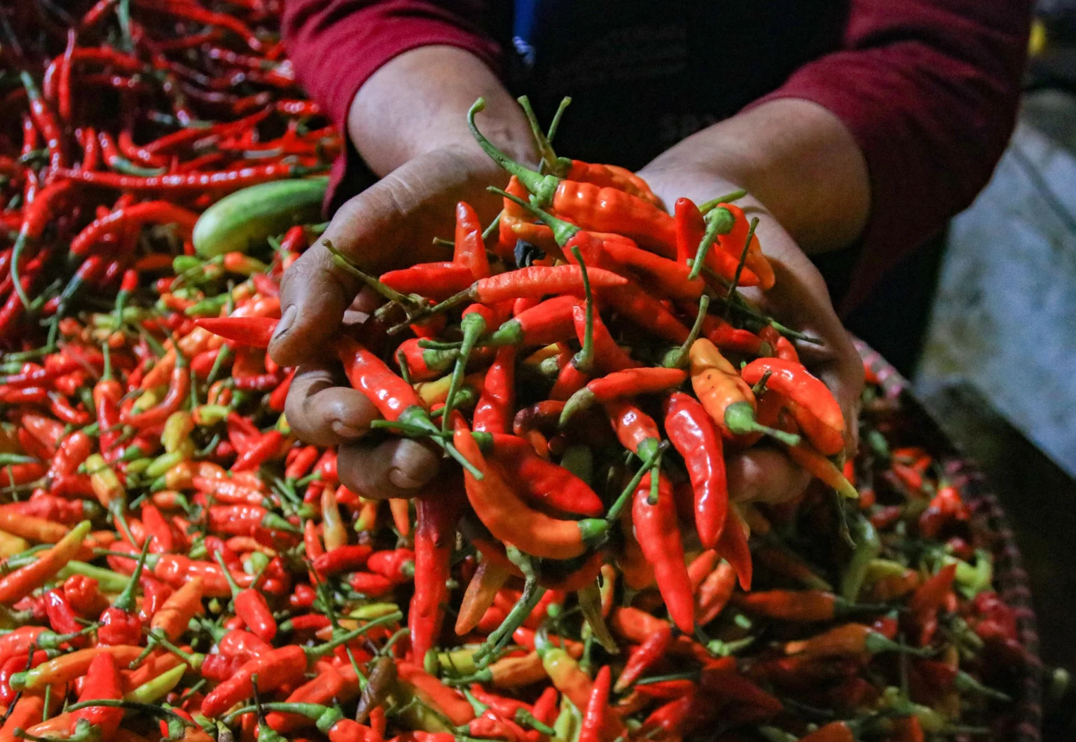 Pedagang menjual cabai rawit merah di Pasar Ciputat, Tangerang Selatan, Banten.