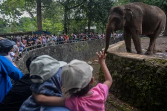 Pengunjung melihat gajah Sumatera (Elephas maximus sumatranus) saat berwisata di Taman Margasatwa Ragunan, Jakarta