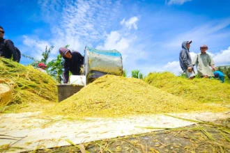 Ilustrasi panen padai (sumber: Kementan)