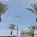 Wabah lebah yang menyerbu pusat komersial Netivot.